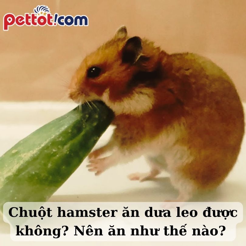 Chuột hamster ăn dưa leo được không? Nên ăn như thế nào thì đủ? 
