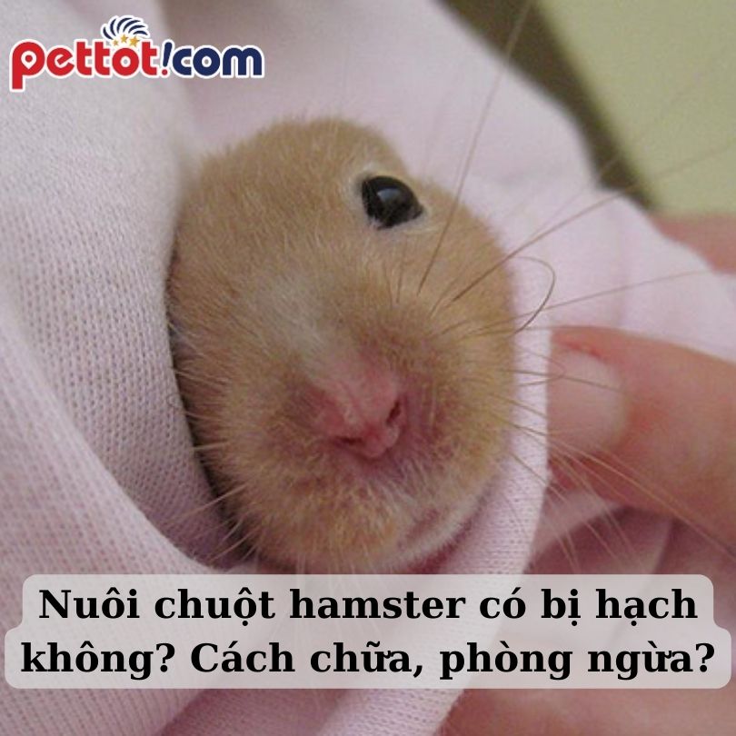 Nuôi chuột hamster có bị hạch không? Cách chữa trị và phòng ngừa