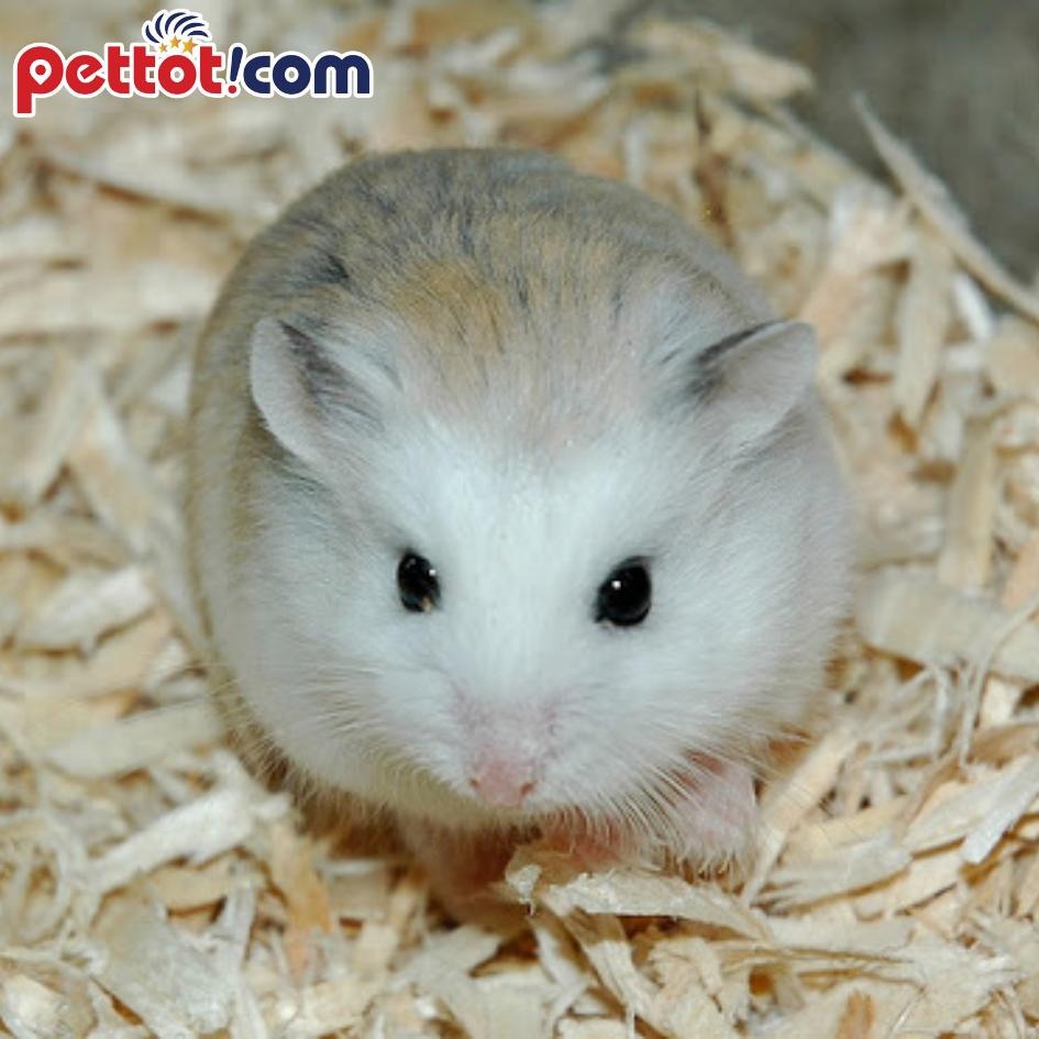 Tránh gây stress cho chuột hamster- Làm sao để chuột hamster không cắn nhau