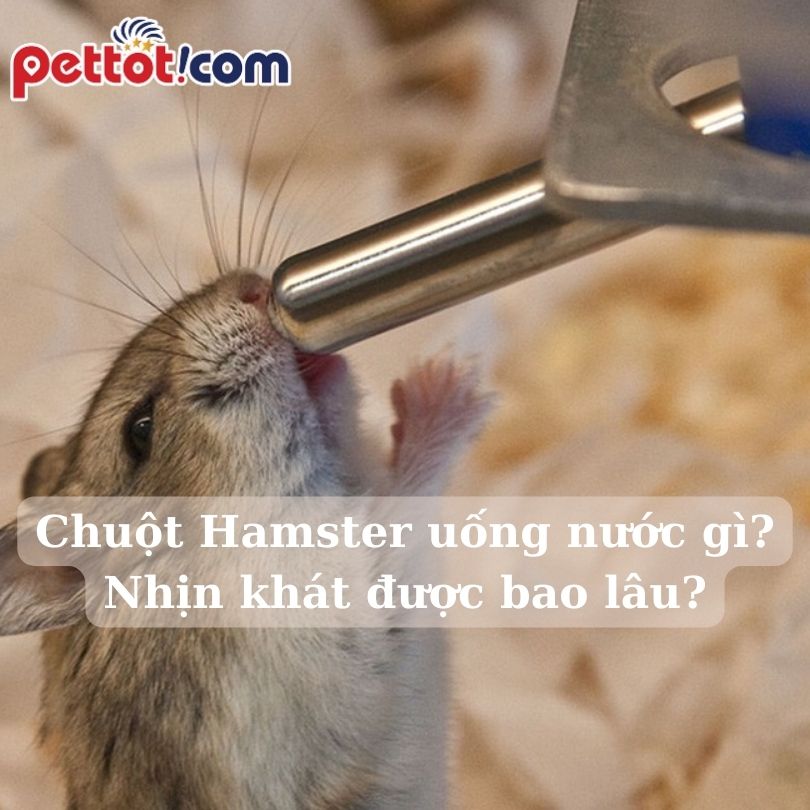Chuột Hamster uống nước gì? Nhịn khát được bao lâu?