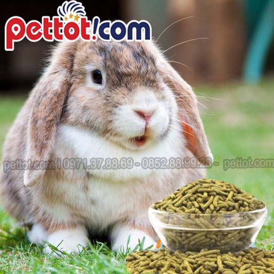 Bữa ăn ngon miệng của thỏ với viên nén dinh dưỡng Pronutri